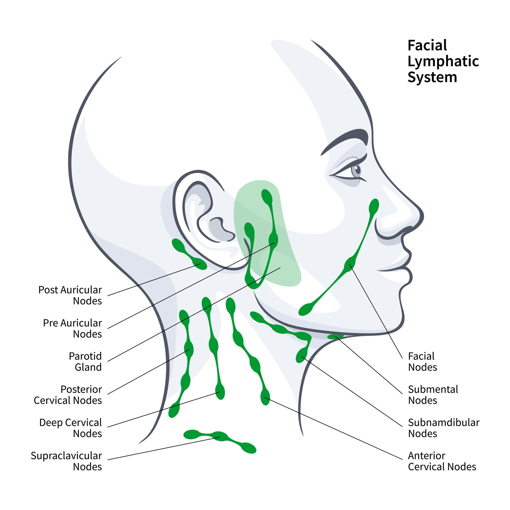 On Lymphoedema My Facial Pain