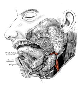 This image shows the parotid and masseter area of a man's face. The purpose of this image is to show clearly, where in my face I have the most pain. This also relates to the part of my face which could be causing possibly lymphedema.