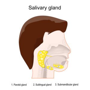 This is an image of the parotid gland. The purpose of this image is to demonstrate the area that facial lymph nodes reside re possible lymphedema diagnosis.